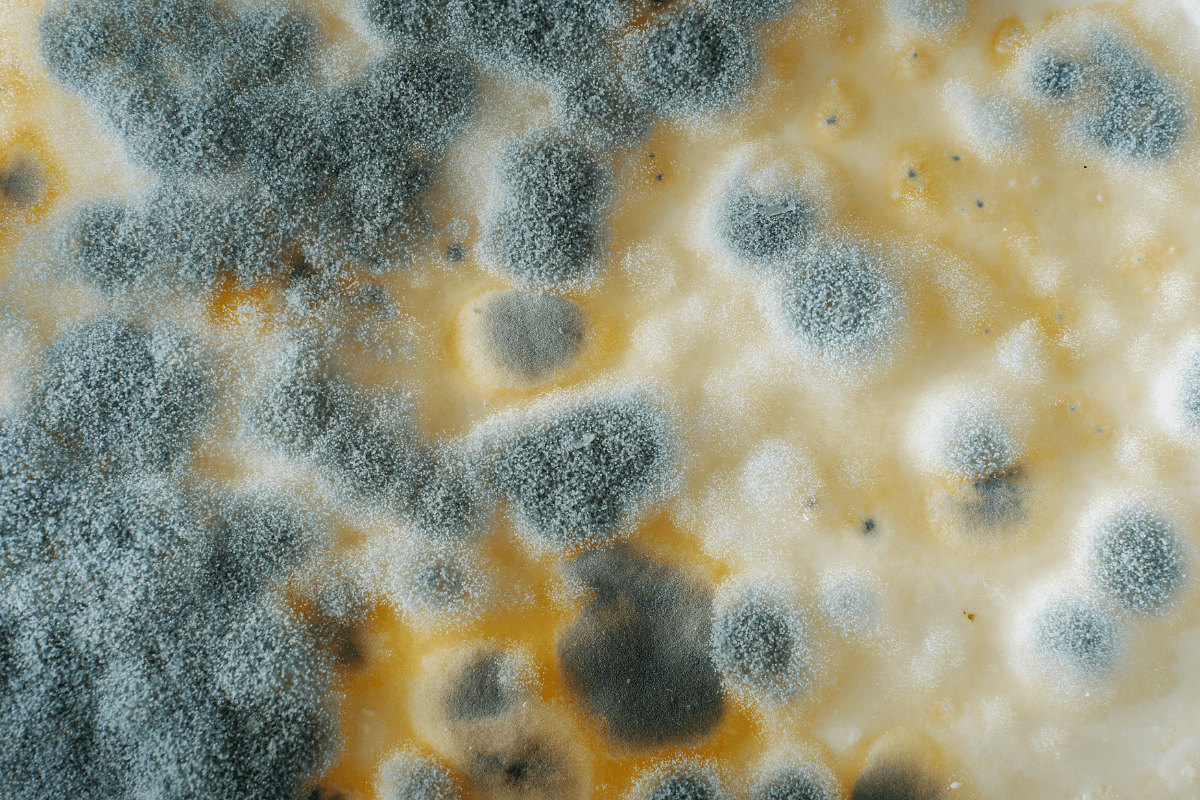 What Is Mould And Its Health Risks and How to get rid of Mould? - Dirt2Neat