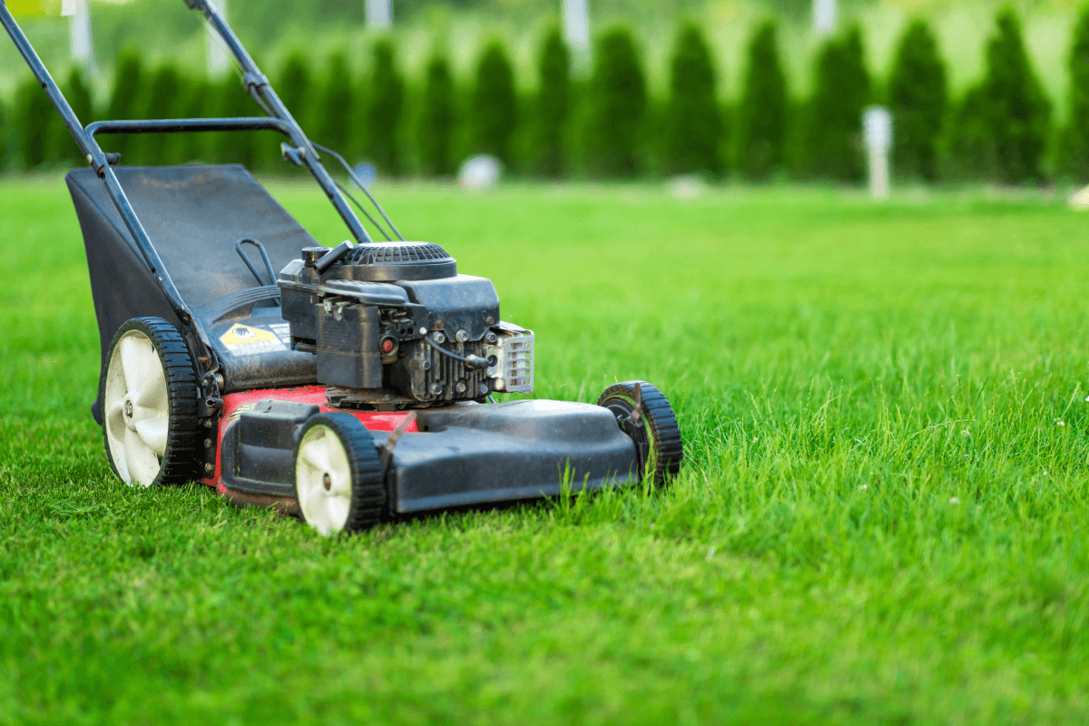 What is Best Time to Topdress Your Lawn in Sydney? - Dirt2Neat