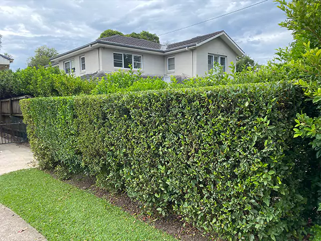 Hedge Trimming & Tree Pruning Service in Sydney